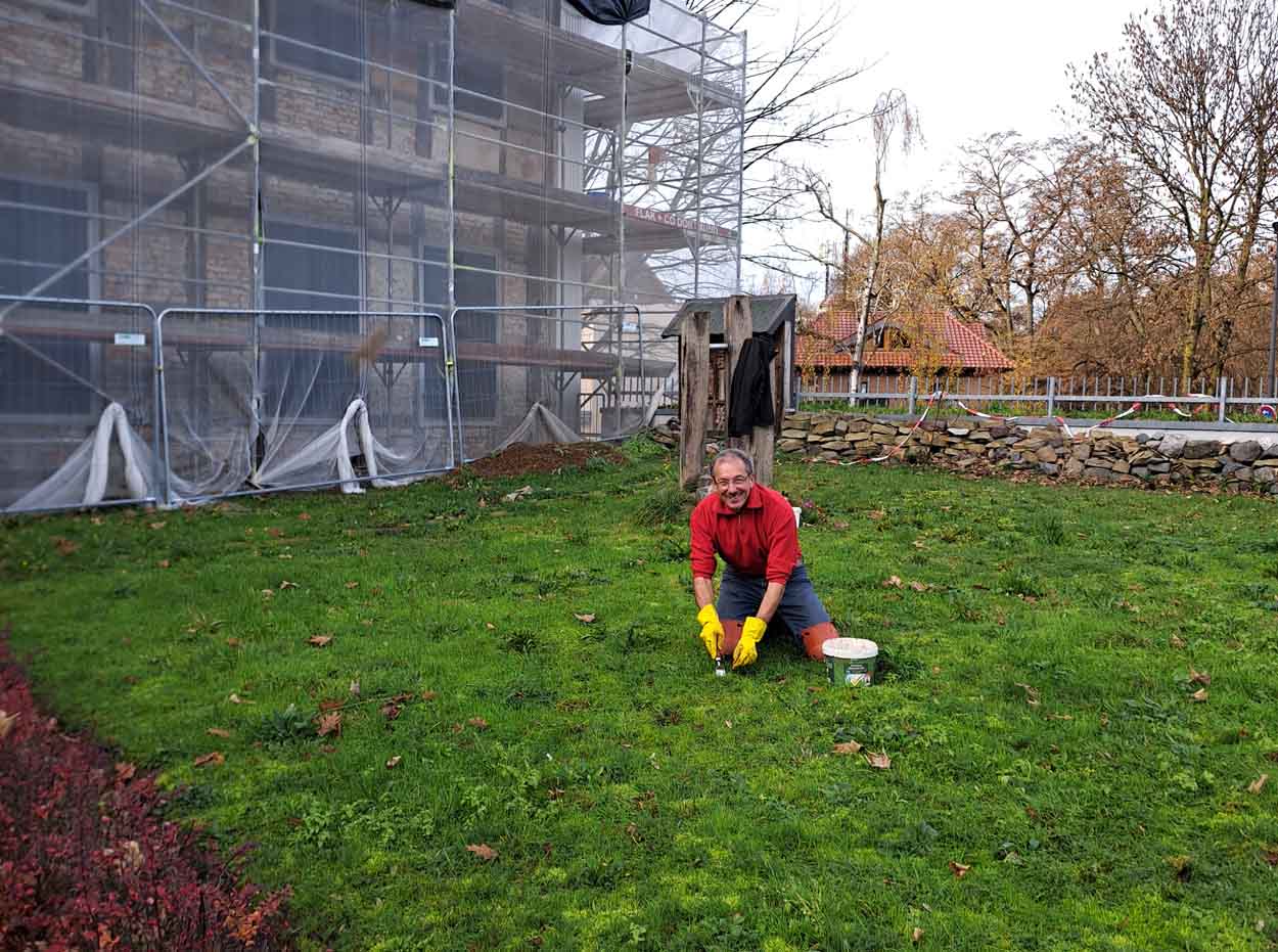 1.100 Krokusse blühen im Frühjahr auf der Museumswiese. Foto: Heimatverein
