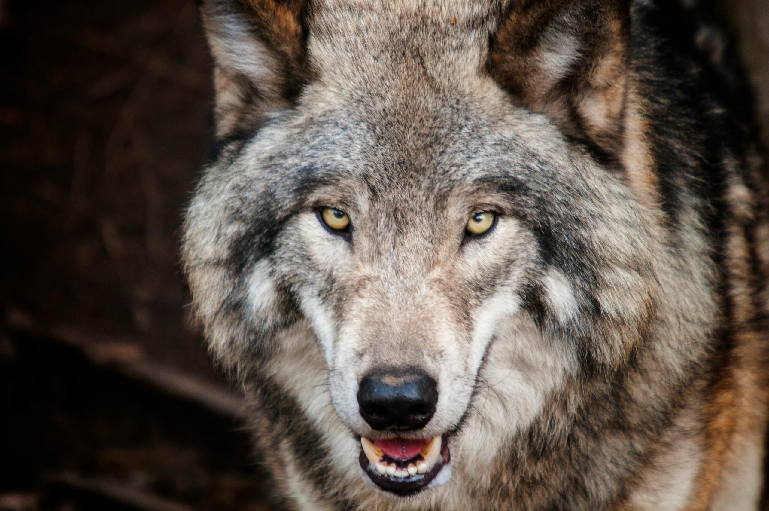 Ein Wolf könnte in Herbern gesichtet worden sein. Symbolbild: pexels