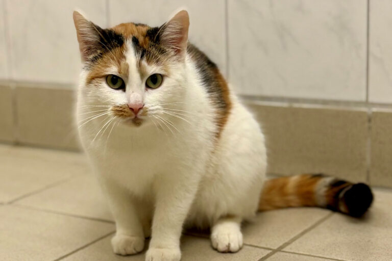 Katze Hina sucht ein ruhiges, liebevolles Zuhause. Foto: Tierheim Kreis Unna