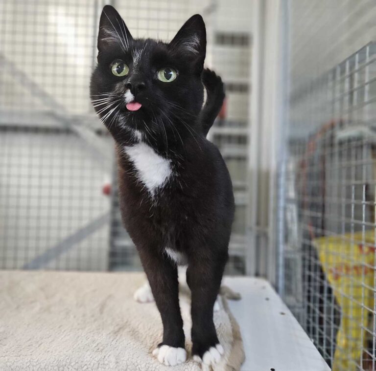 Pablo ist ein verschmuster, aufgeschlossener Kater. Foto: Tierheim Kreis Unna