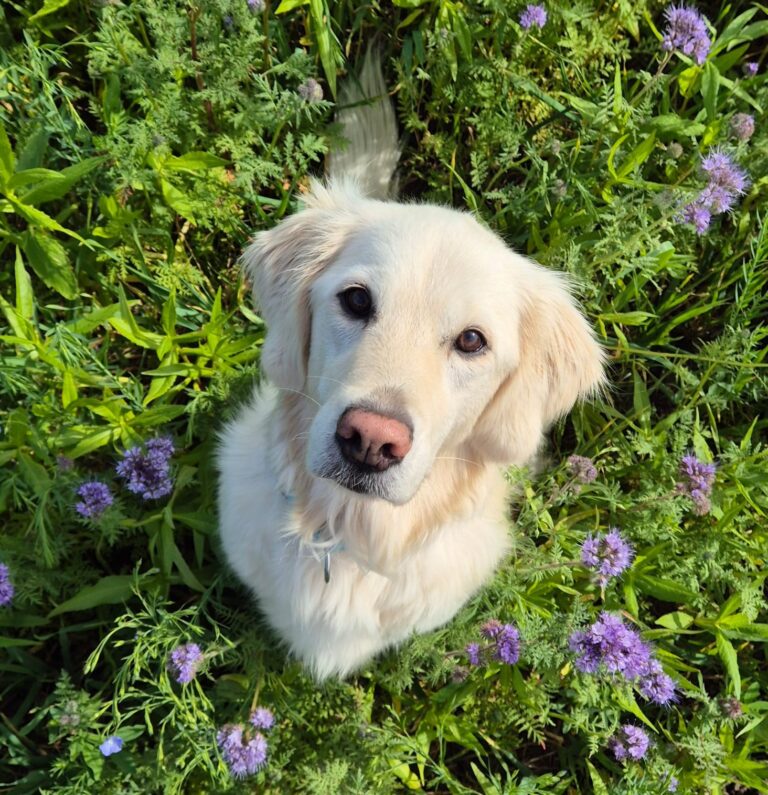 Weil die Hundesteuer seit 2010 unverändert geblieben sei, solle die Verwaltung daher unter Berücksichtigung der allgemeinen Kostenentwicklung sowie der kommunalen Haushaltslage eine sachgerechte Anpassung vorschlagen, fordert die SPD Werne. Symbolbild: Wagner
