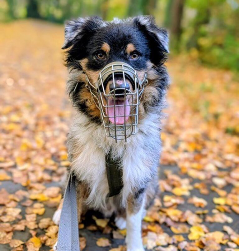 Für Pumba werden Menschen gesucht, die sein Potenzial erkennen und bereit sind, weiter mit ihm zu arbeiten. Foto: Tierheim Kreis Unna