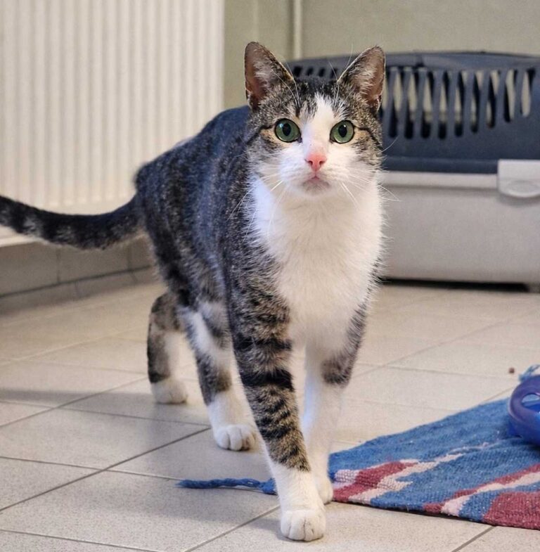 Kater Schiffchen sucht ein liebevolles Zuhause. Foto: Tierheim Kreis Unna