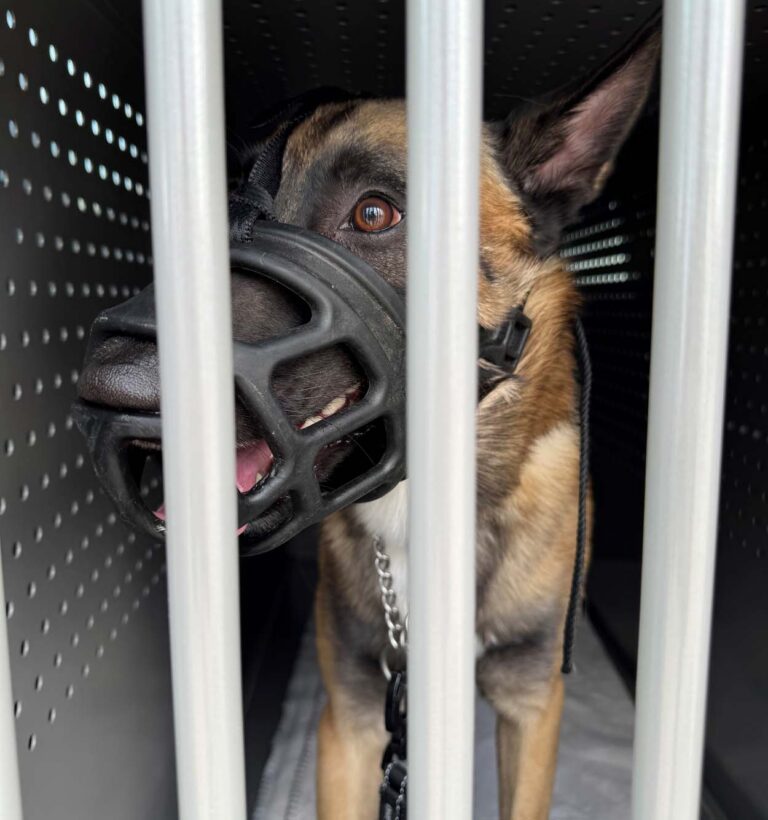 Der sichergestellte Hund wurde anschließend an ein Tierheim übergeben. Foto: PP Dortmund