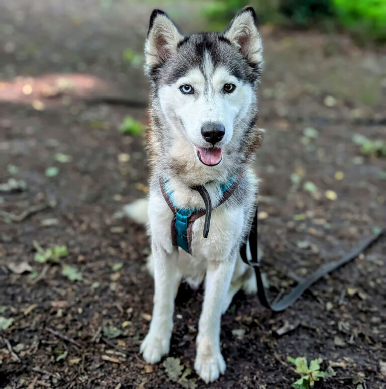 Husky-Hündin Nisha sucht ein liebevolles Zuhause. Foto: Tierheim Kreis Unna