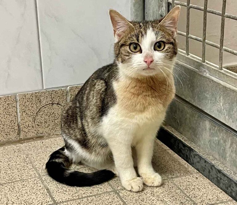 Helge sucht ein fürsorgliches Zuhause. Foto: Tierheim Kreis Unna