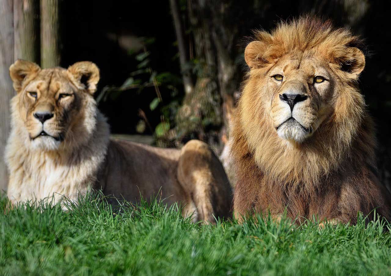 Ein Besucher fütterte eigenhändig die Löwen im Dortmunder Zoo mit Gulasch. Das rief die Polizei auf den Plan. Symbolbild: pixabay