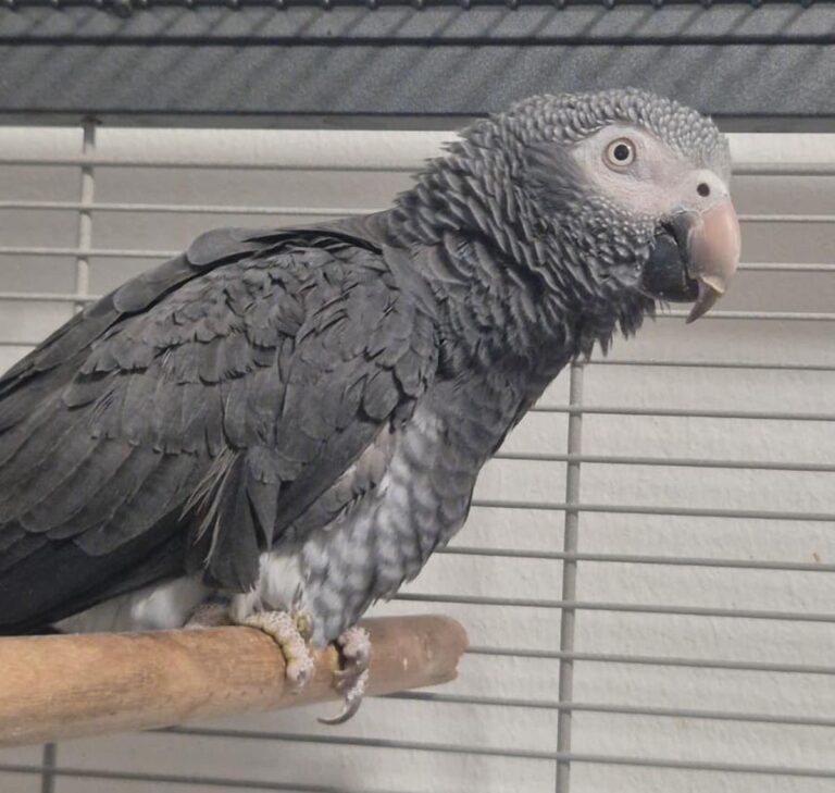 Coco sucht ein artgerechtes Zuhause. Foto: Tierheim Kreis Unna