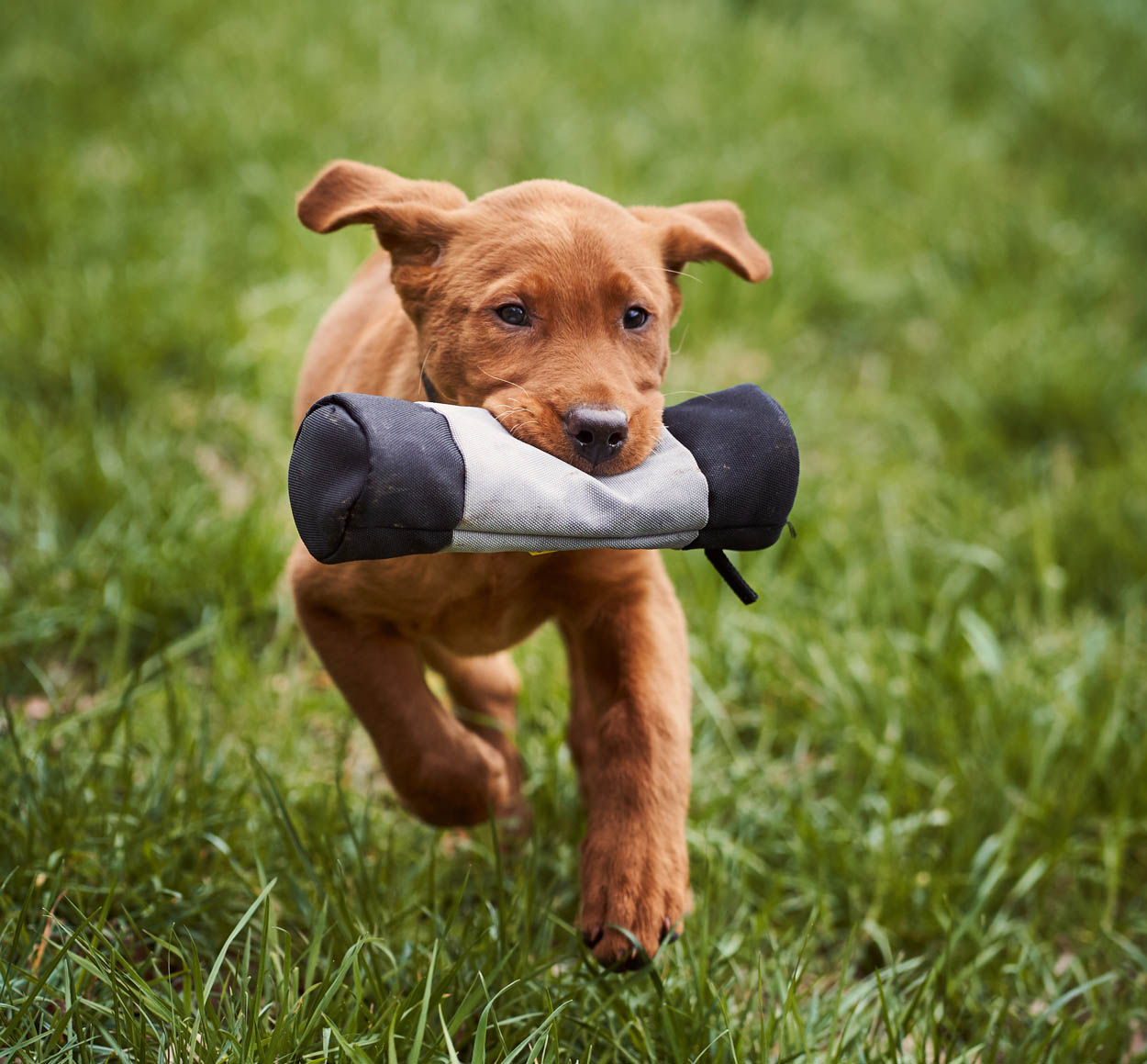 Apportiertraining mit dem Hund bietet die VHS Werne u.a. an. Symbolbild: pixabay