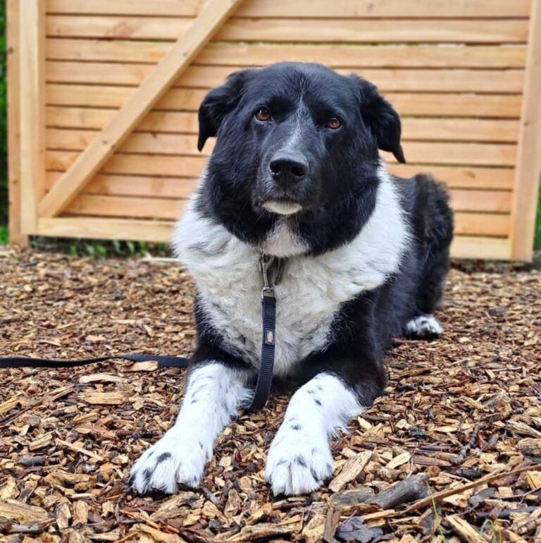 Balu sucht ein artgerechtes Zuhause. Foto: Tierheim Kreis Unna