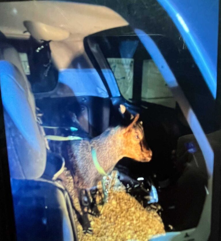 Der tierische Beifahrer "Wilfried" wurde von der Mutter der betrunkenen Autofahrerin in Obhut genommen. Foto: Polizei Dortmund