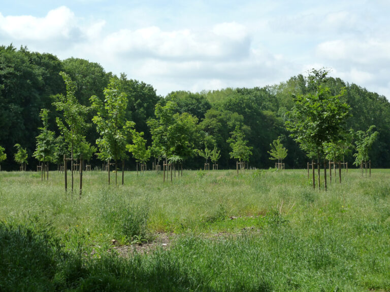 Die nächste Pflanzaktion im Bürgerwald steht im November an. Foto: Stadt Werne