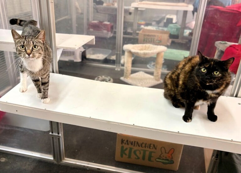 Milla und Constanze suchen ein liebevolles Zuhause. Foto: Tierheim Kreis Unna
