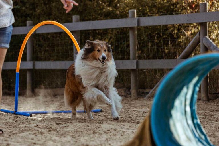 Das Hundezentrum "Team Spirit" umfasst ein ganzheitliches Konzept aus Training, Ernährungsberatung und Hundephysiotherapie. Foto: privat