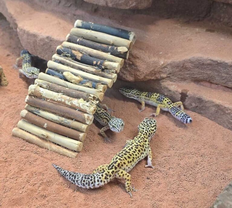 Das Tierheim Kreis Unna sucht für Fund- und Abgabetiere ein neues Zuhause - heute für vier Leopardgeckos. Foto: Tierheim Kreis Unna